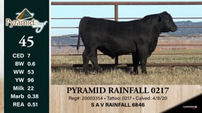 Lot #45 - PYRAMID RAINFALL 0217
