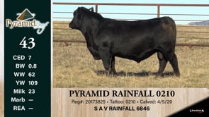 Lot #43 - PYRAMID RAINFALL 0210