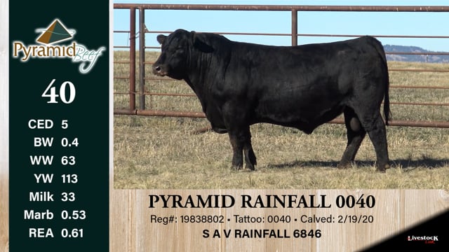 Lot #40 - PYRAMID RAINFALL 0040