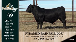 Lot #39 - PYRAMID RAINFALL 0057
