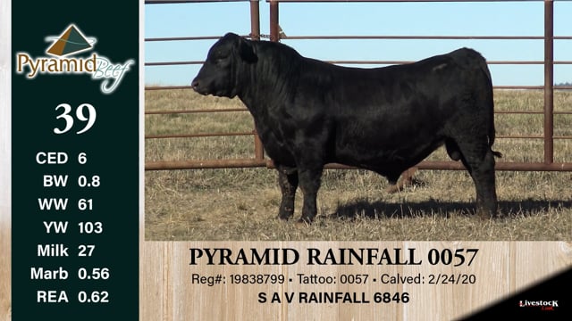 Lot #39 - PYRAMID RAINFALL 0057