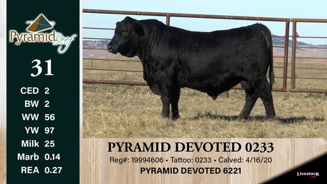 Lot #31 - PYRAMID DEVOTED 0233