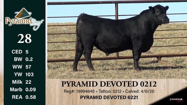 Lot #28 - PYRAMID DEVOTED 0212