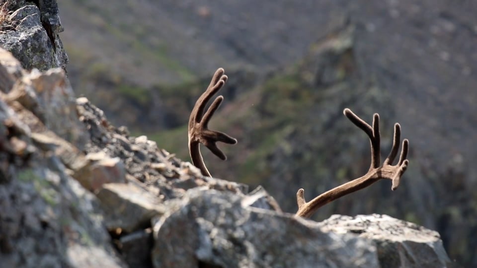 Exercises for Being Close to You: A Story for the Arctic Refuge