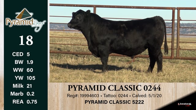 Lot #18 - PYRAMID CLASSIC 0244