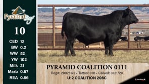 Lot #10 - PYRAMID COALITION 0111