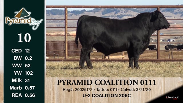 Lot #10 - PYRAMID COALITION 0111