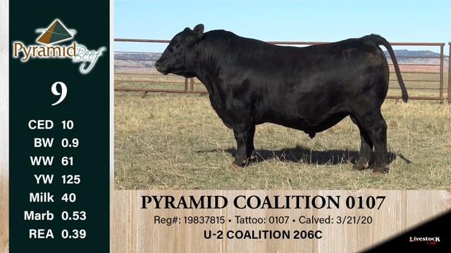 Lot #9 - PYRAMID COALITION 0107