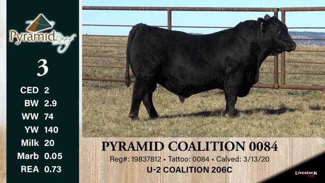 Lot #3 - PYRAMID COALITION 0084