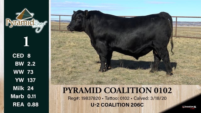 Lot #1 - PYRAMID COALITION 0102