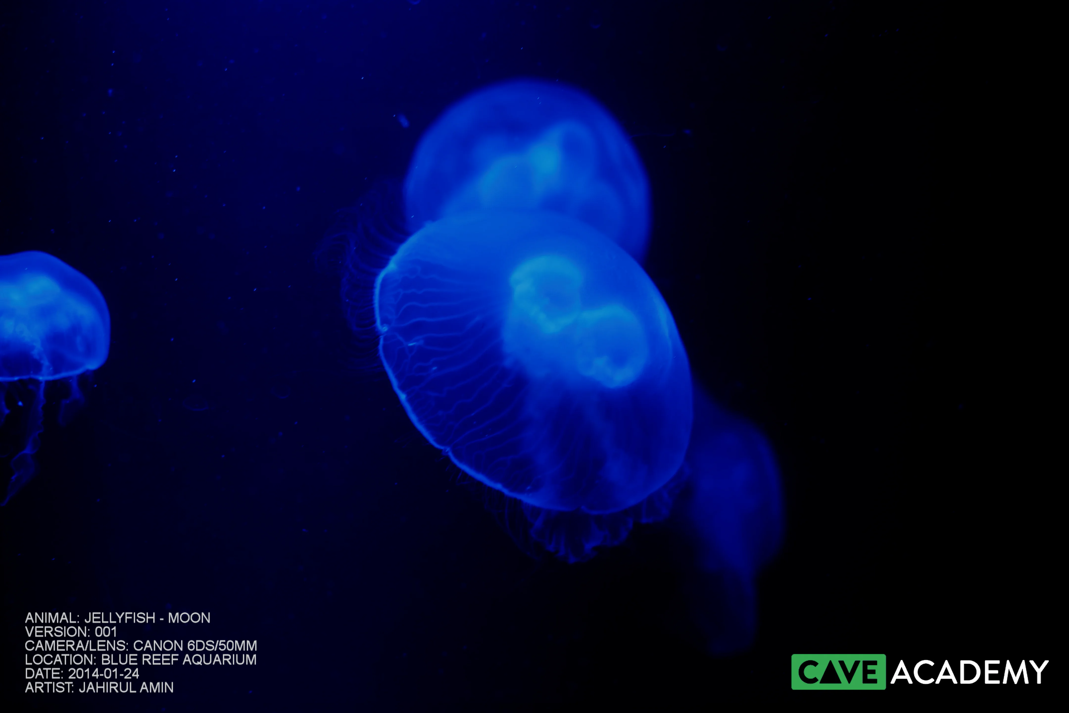 Jellyfish – Moon – CAVE Academy