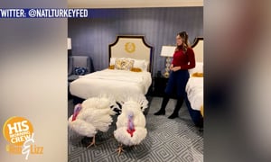 These Turkey's Are Being Pardoned!