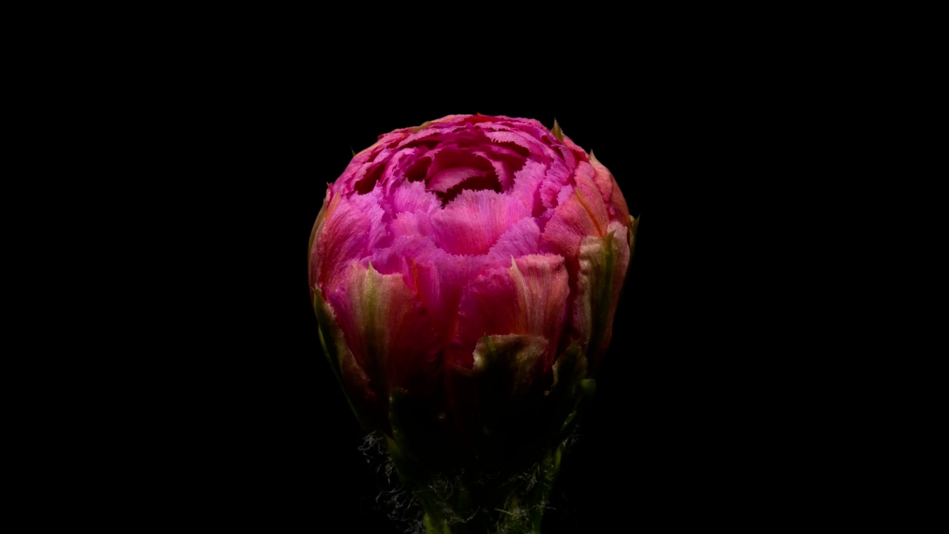 ANN DANIELS HEALING SALON in Waite Park, Minnesota