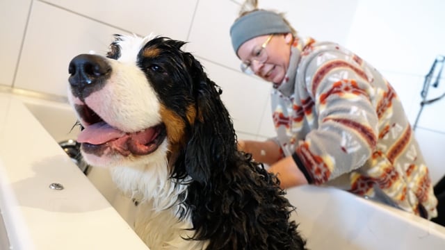 Fur Mat Matters  Pooch Dog Spa News