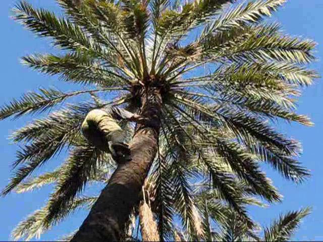 Climbing a Date Palm Tree