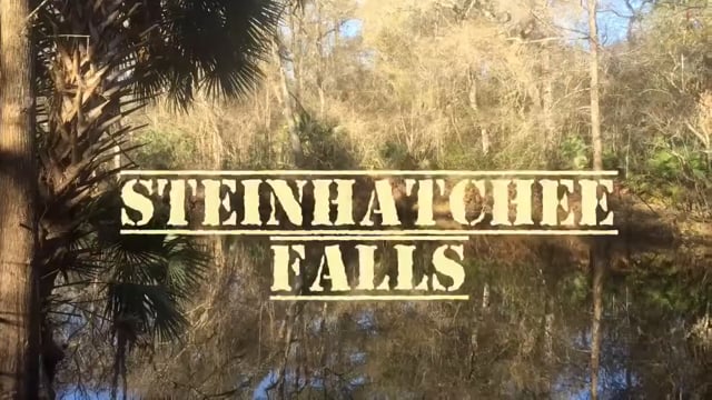 are dogs allowed at steinhatchee falls