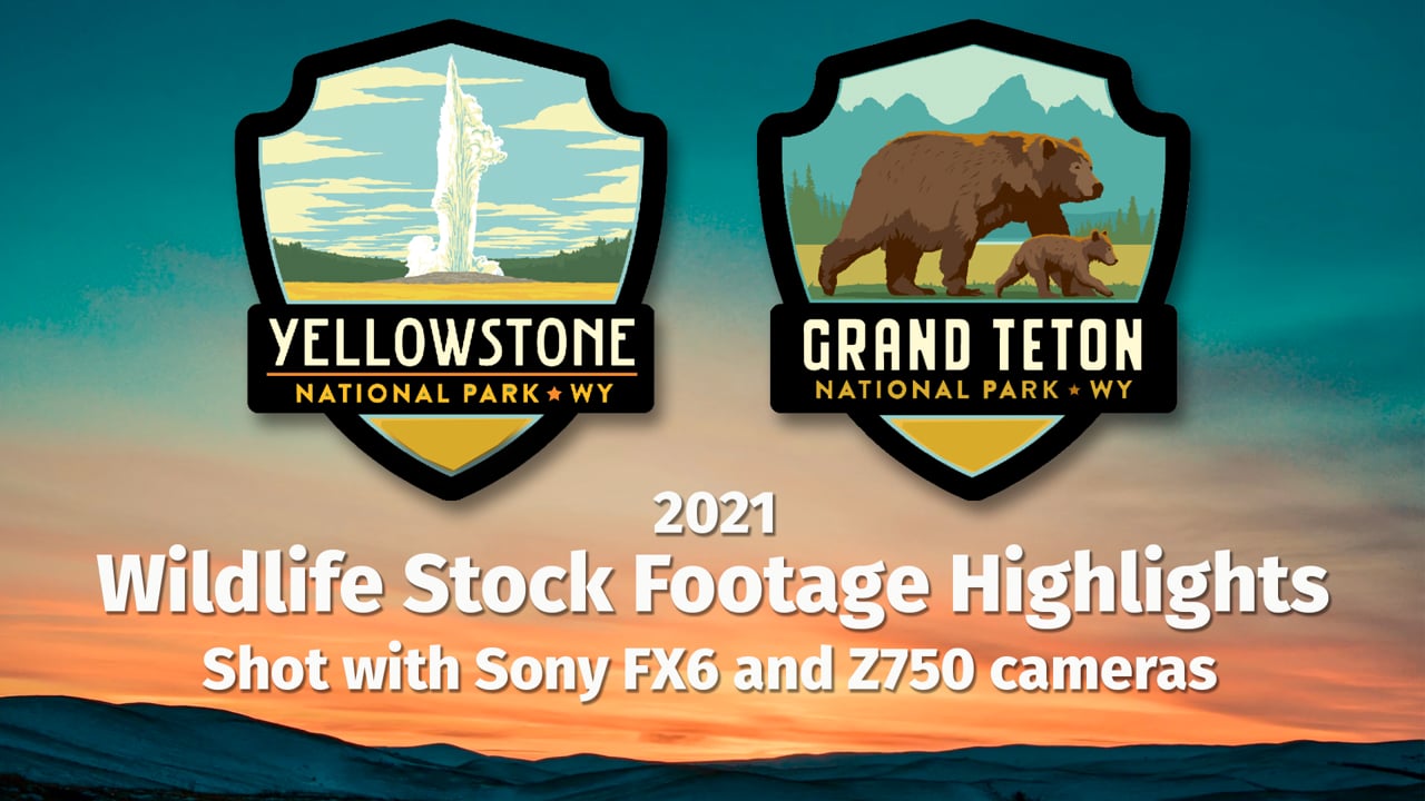 Yellowstone / Grand Teton Wildlife Stock Footage Highlights
