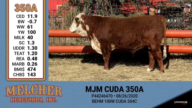 Lot #350 - MJM CUDA 350A
