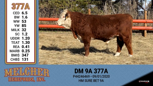 Lot #377 - DM 9A 377A