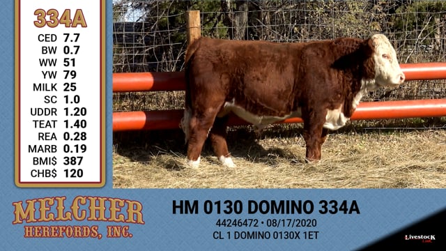 Lot #334 - HM 0130 DOMINO 334A