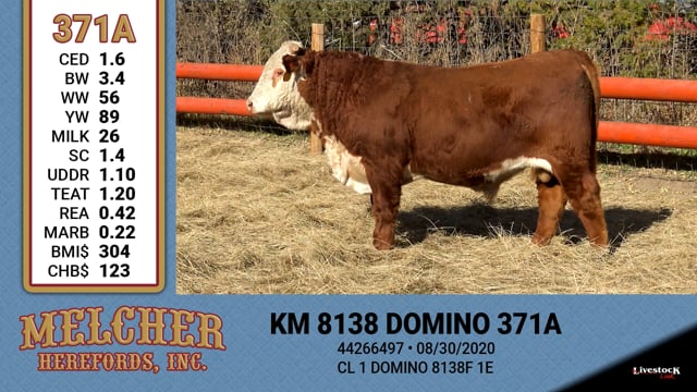 Lot #371 - KM 8138 DOMINO 371A