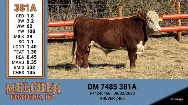 Lot #381 - DM 7485 381A