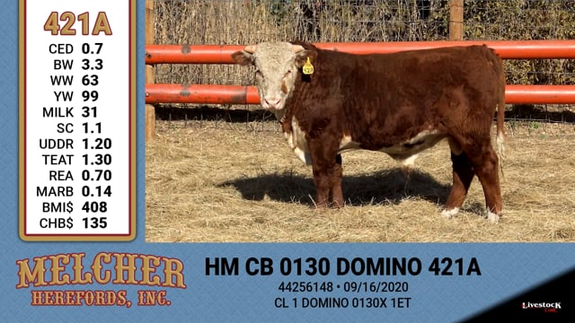 Lot #421 - HM CB 0130 DOMINO 421A