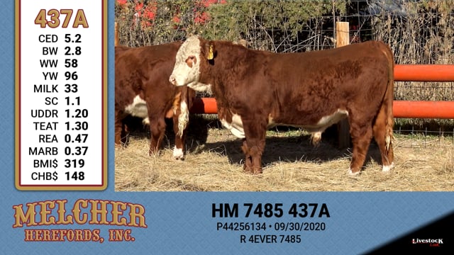 Lot #437 - HM 485 437A