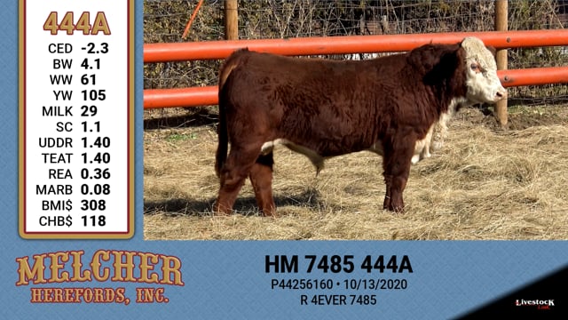 Lot #444 - HM 7485 444A