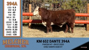 Lot #394 - KM 652 DANTE 394A