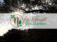 La Forêt des Plantes