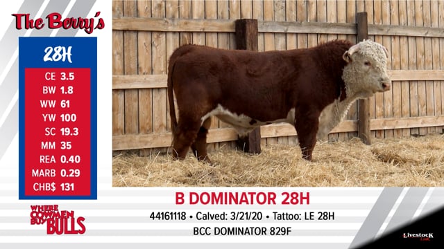 Lot #28 - B DOMINATOR 28H