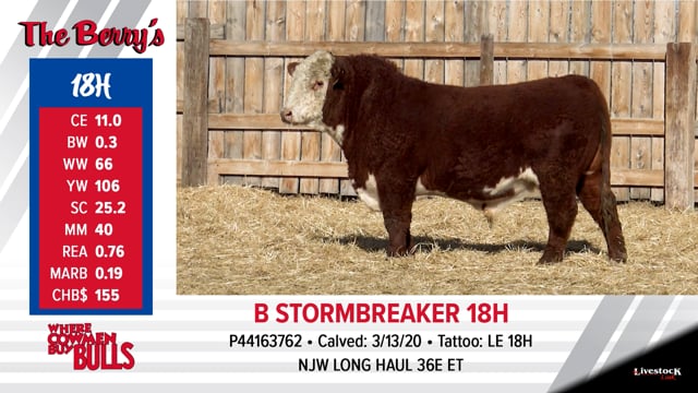 Lot #18 - B STORMBREAKER 18H