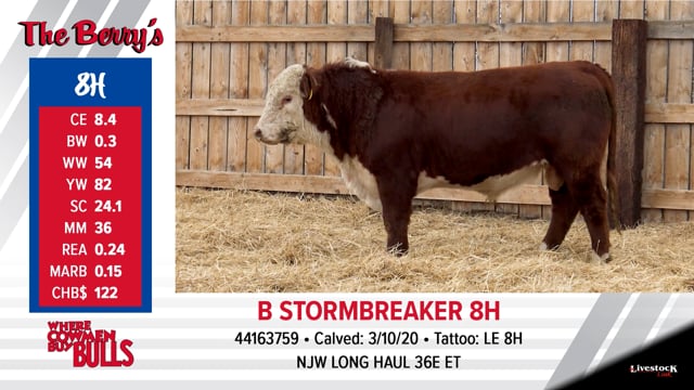 Lot #8 - B STORMBREAKER 8H
