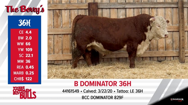Lot #36 - B DOMINATOR 36H