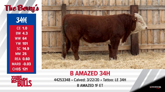Lot #34 - B AMAZED 34H