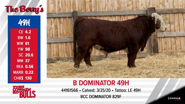 Lot #49 - B DOMINATOR 49H