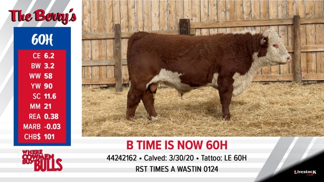 Lot #60 - B TIME IS NOW 60H