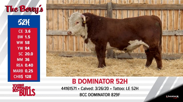 Lot #52 - B DOMINATOR 52H