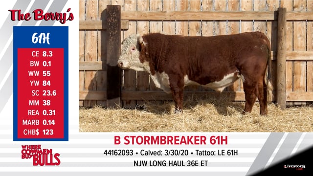 Lot #61 - B STORMBREAKER 61H