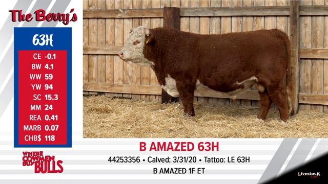 Lot #63 - B AMAZED 63H