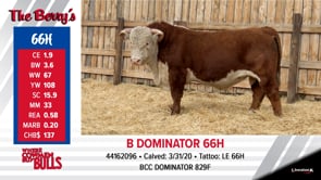 Lot #66 - B DOMINATOR 66H