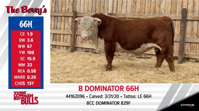 Lot #66 - B DOMINATOR 66H