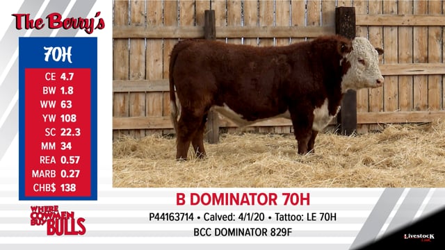 Lot #70 - B DOMINATOR 70H
