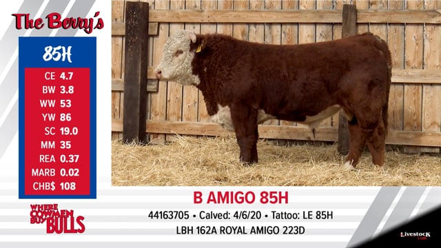 Lot #85 - B AMIGO 85H