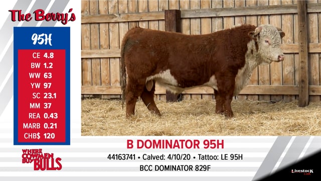 Lot #95 - B DOMINATOR 95H