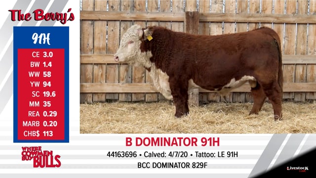 Lot #91 - B DOMINATOR 91H
