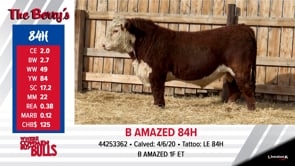 Lot #84 - B AMAZED 84H