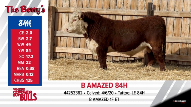 Lot #84 - B AMAZED 84H