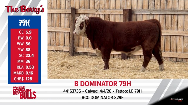 Lot #79 - B DOMINATOR 79H